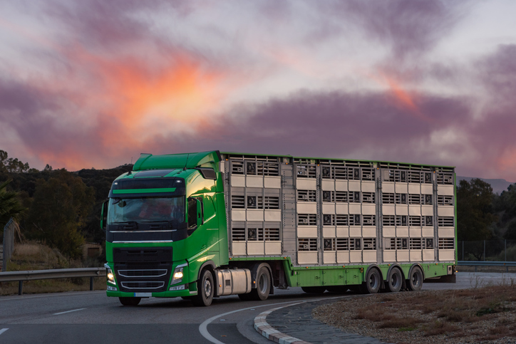 Choosing Transport: Open vs. Enclosed Car Shipping